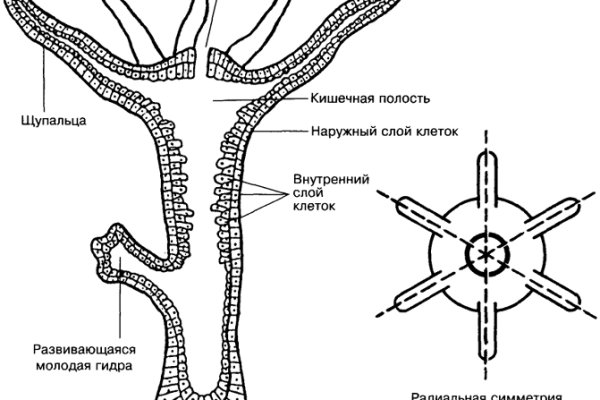 Кракен 17 рабочая ссылка